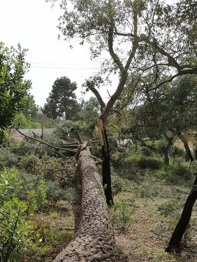Tree pruning and felling, Algarve 1