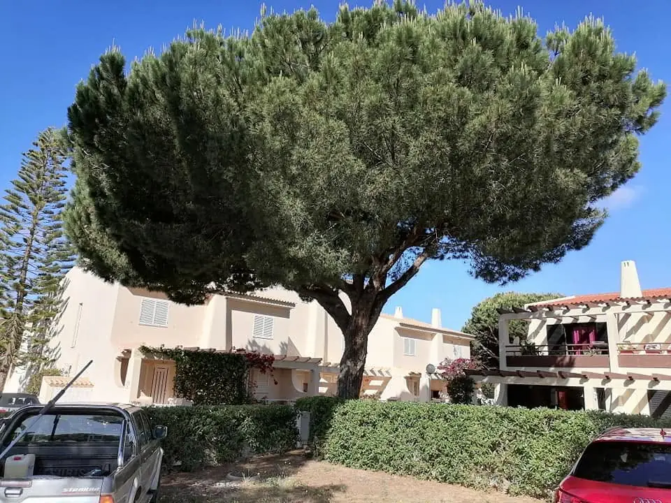 Tree, palm and garden projects in the Algarve 8 (Before)