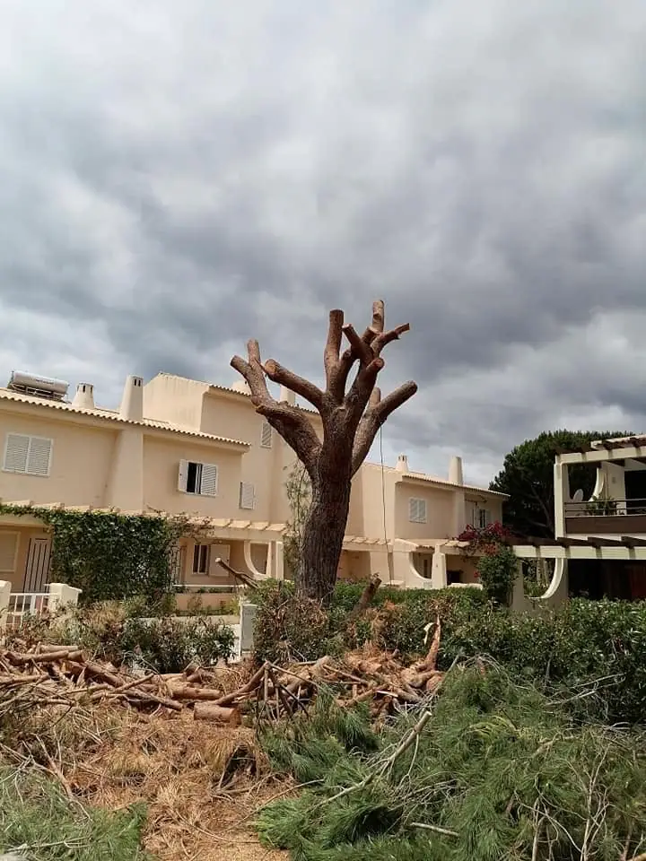 Tree, palm and garden projects in the Algarve 8 (After)