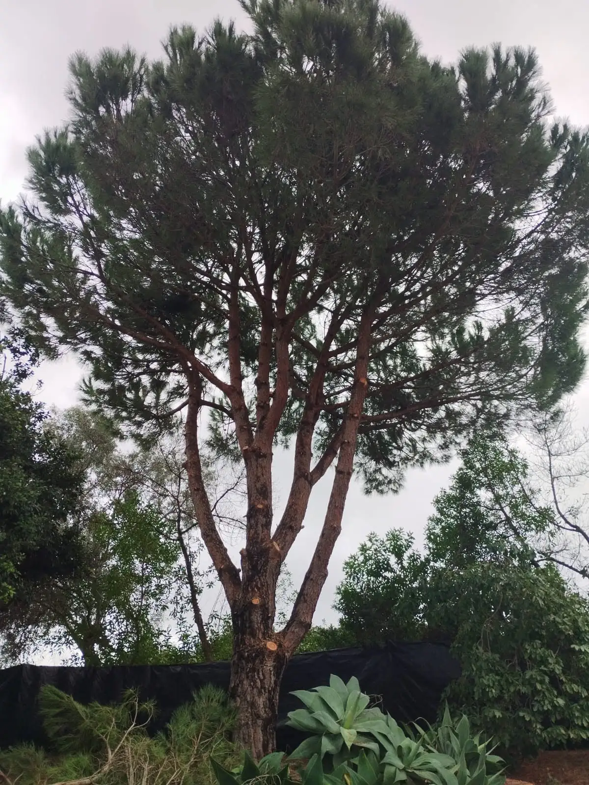 Tree pruning and felling, Algarve 3