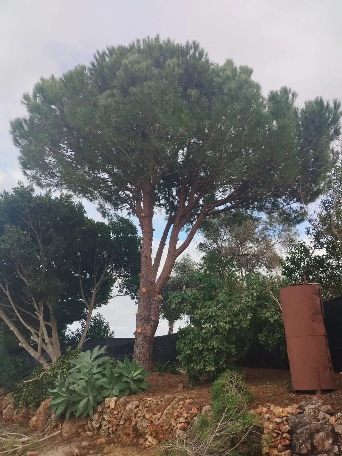Tree pruning and felling, Algarve 4