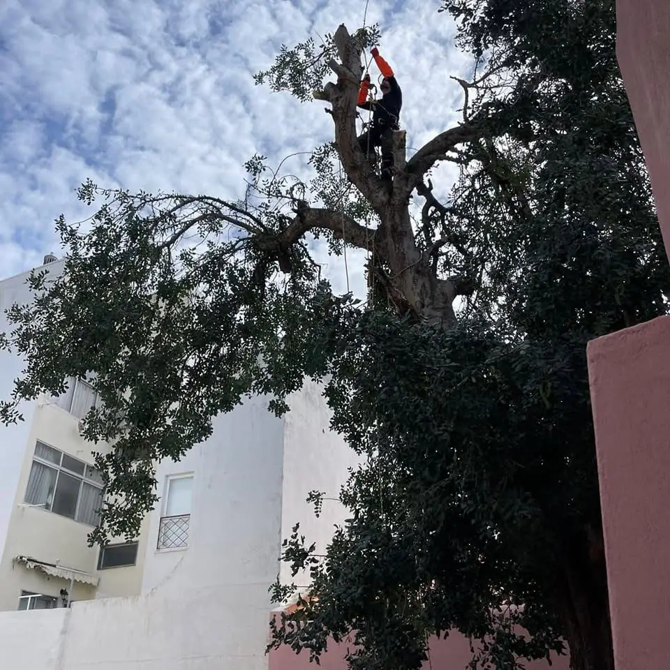 Tree pruning and felling, Algarve 6