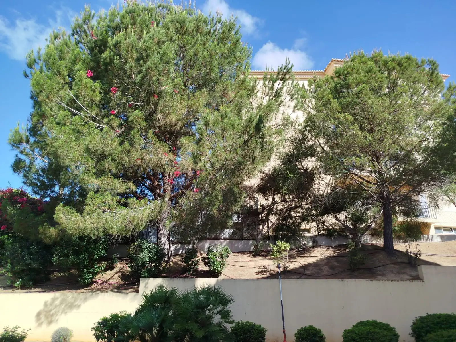 Tree, palm and garden projects in the Algarve 9 (Before)