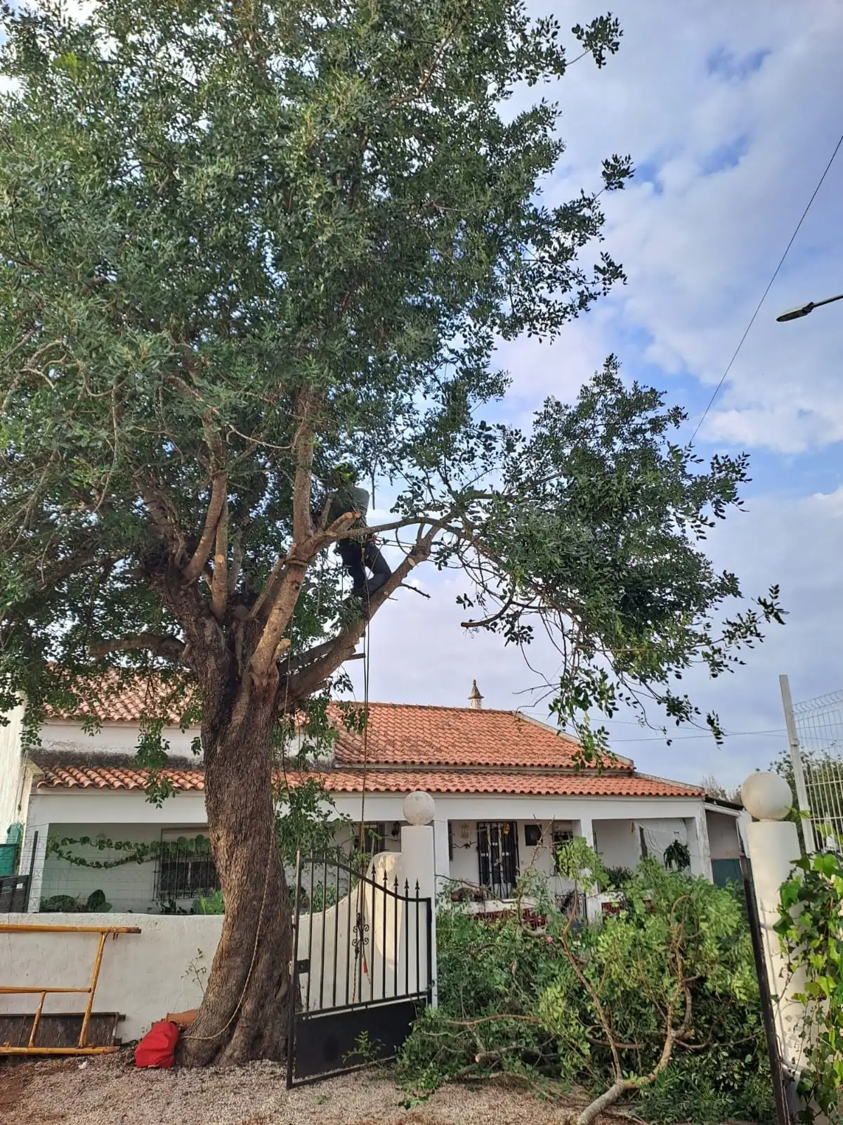 Tree pruning and felling, Algarve 7