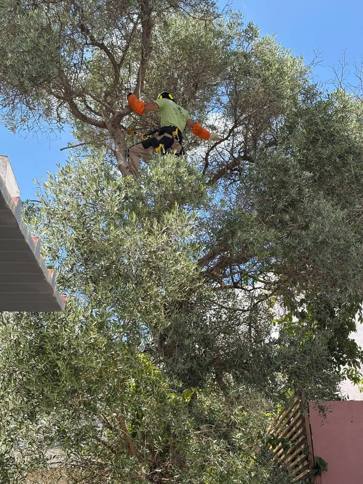 Tree pruning and felling