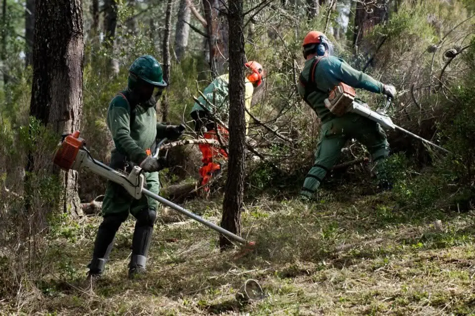 Land clearing in Portugal: the law, deadlines, fuel-management strips and prices