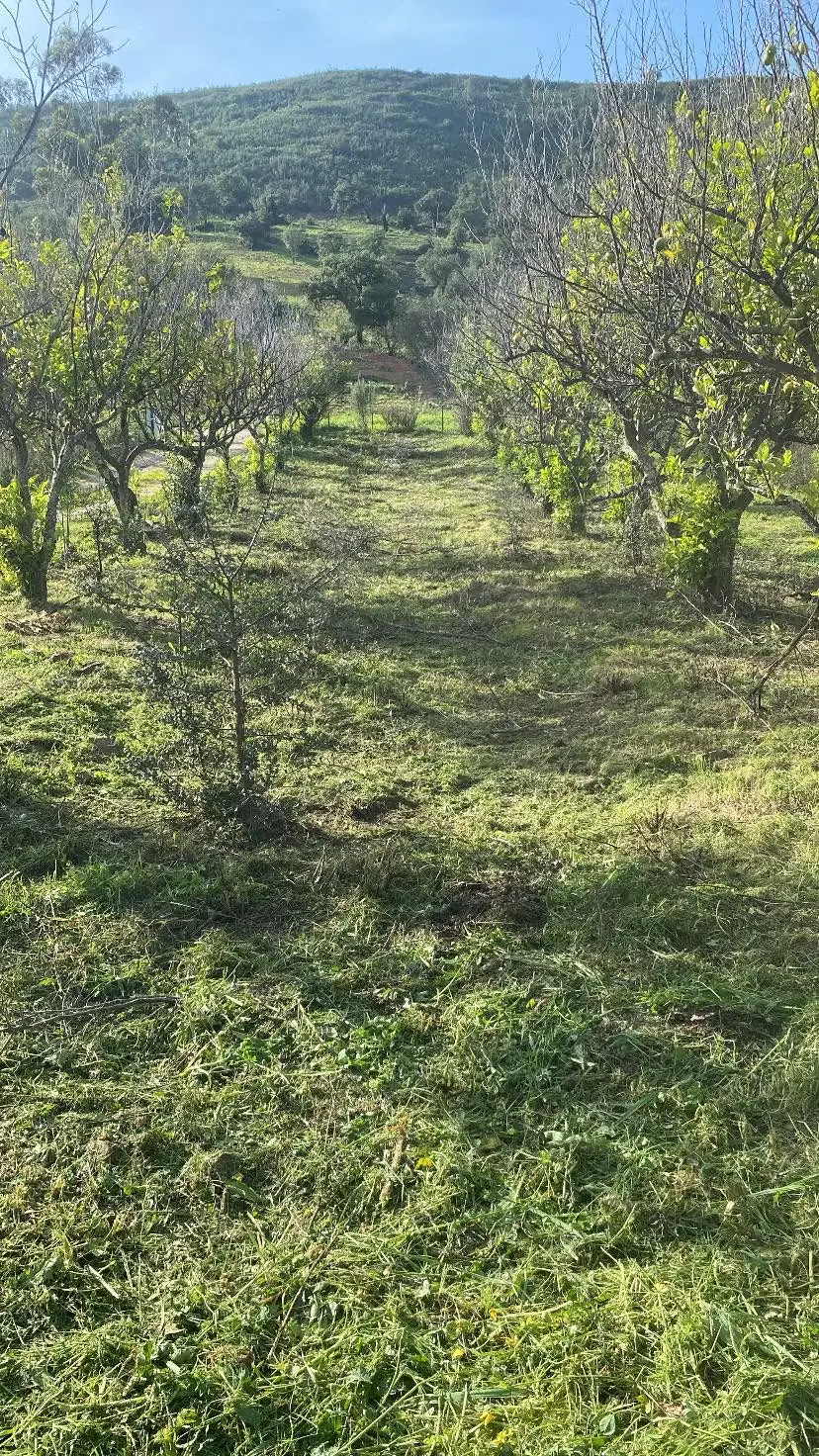Land clearing 2 (After)