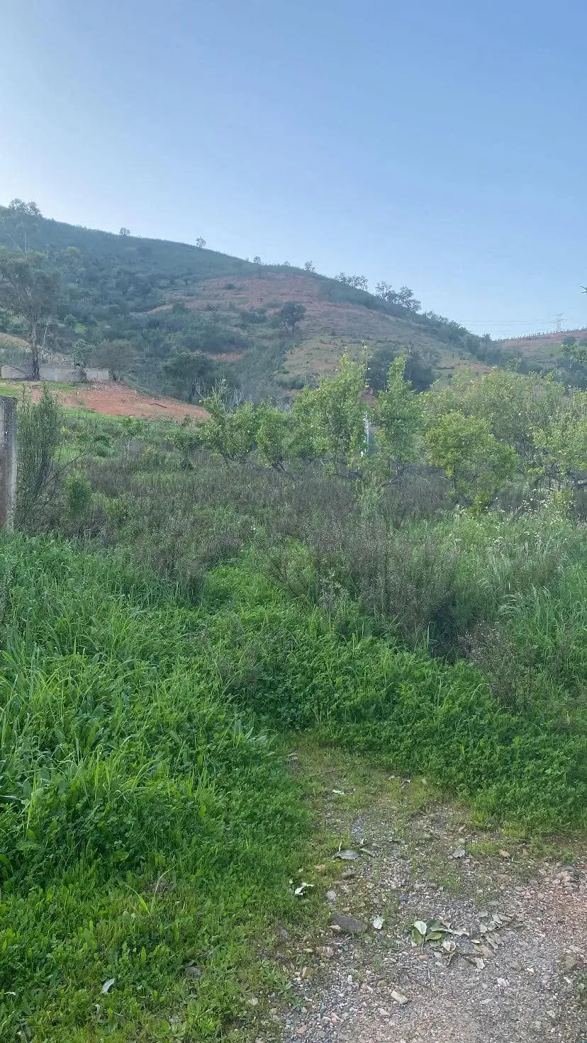 Land clearing 3 (Before)