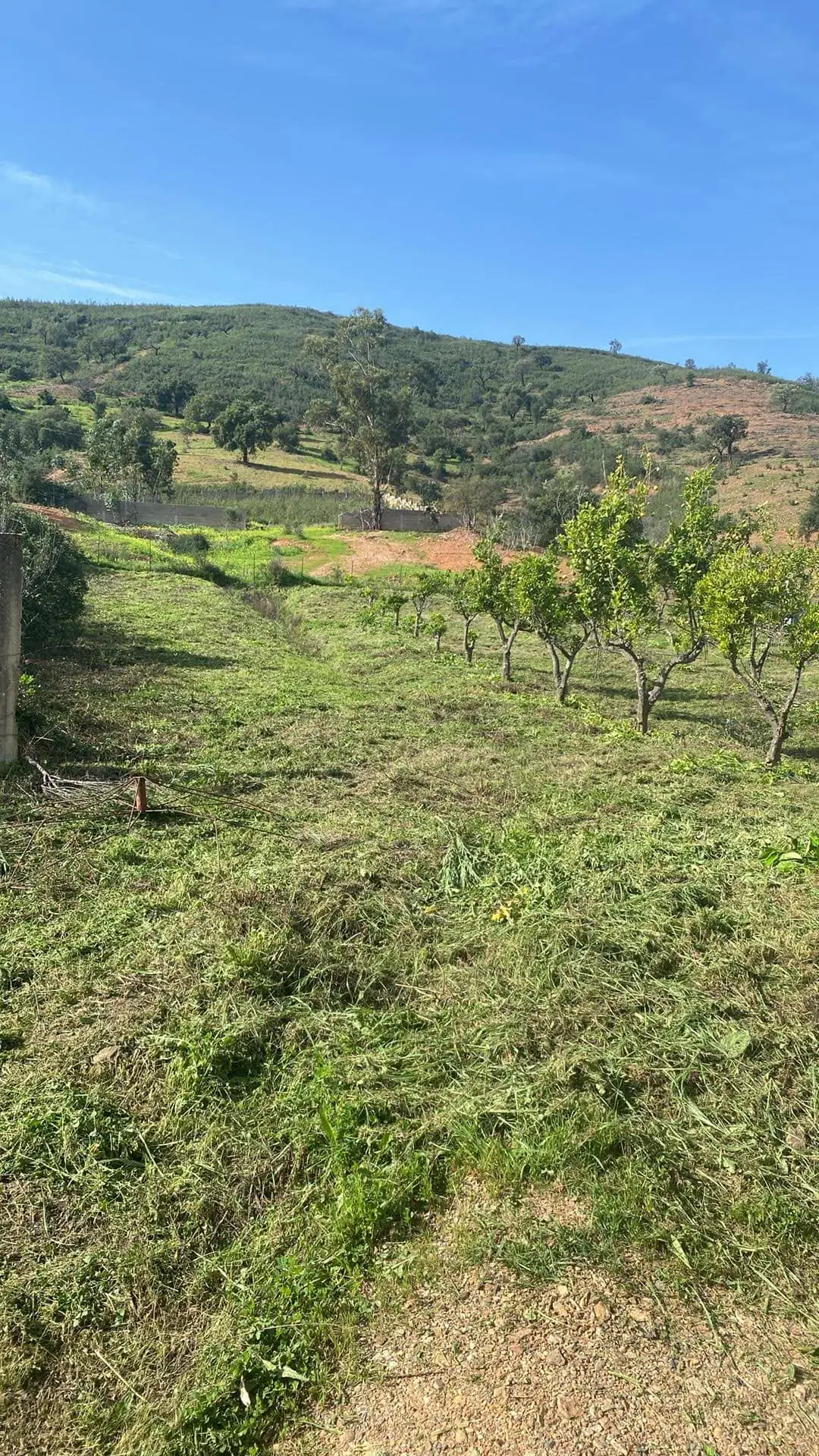 Land clearing 3 (After)