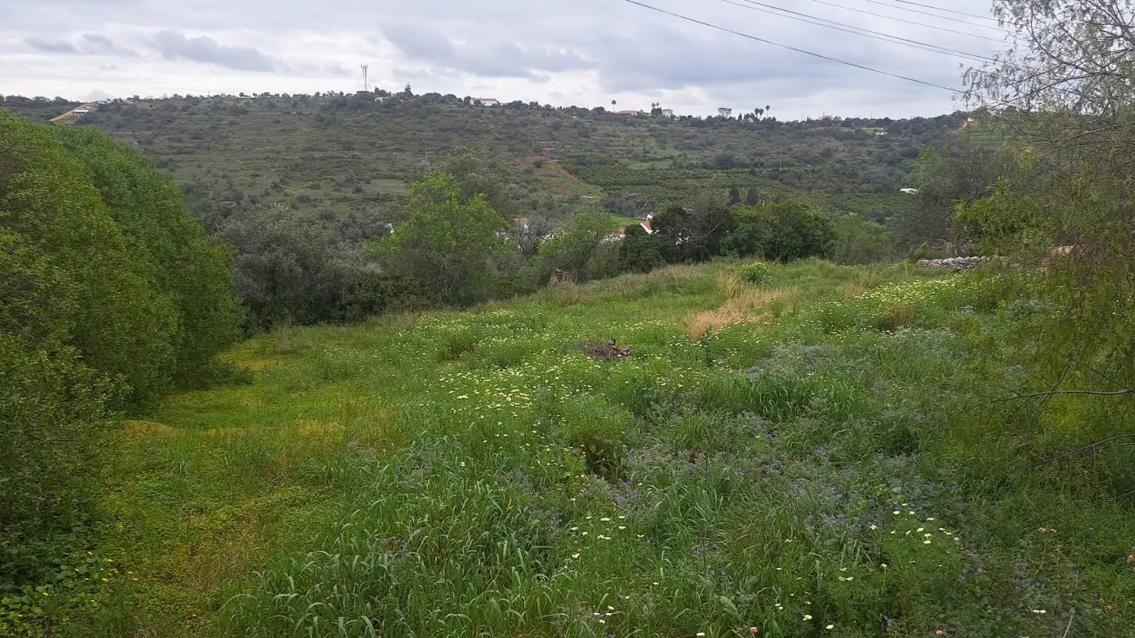 Land clearing 4 (Before)