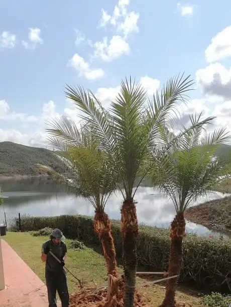 Entretien de jardins, Algarve 9