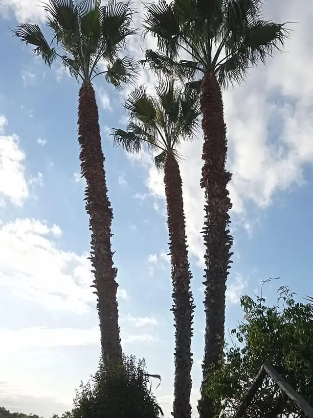 Palm tree cleaning, Algarve 1