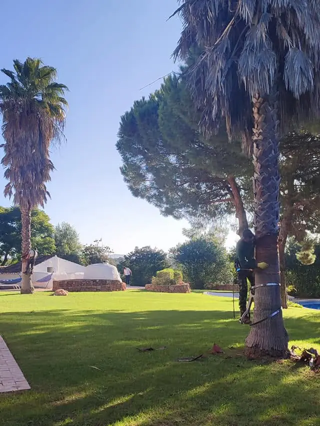 Palm tree cleaning, Algarve 4