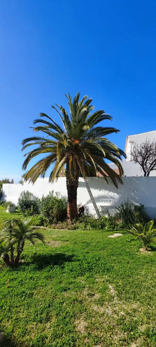 Tree, palm and garden projects in the Algarve 1 (Before)