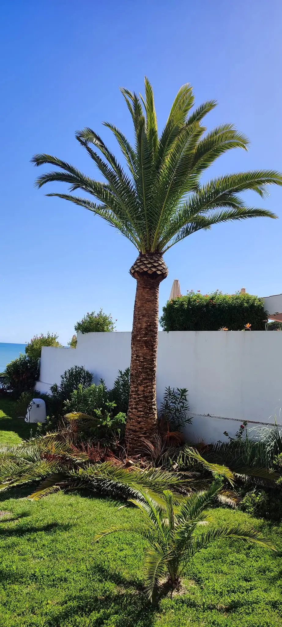 Tree, palm and garden projects in the Algarve 1 (After)