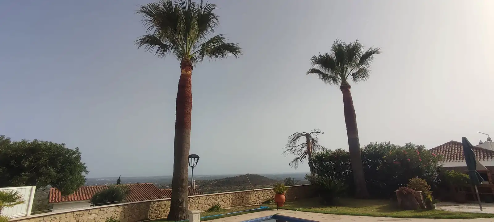 Limpeza de palmeiras, Algarve 7