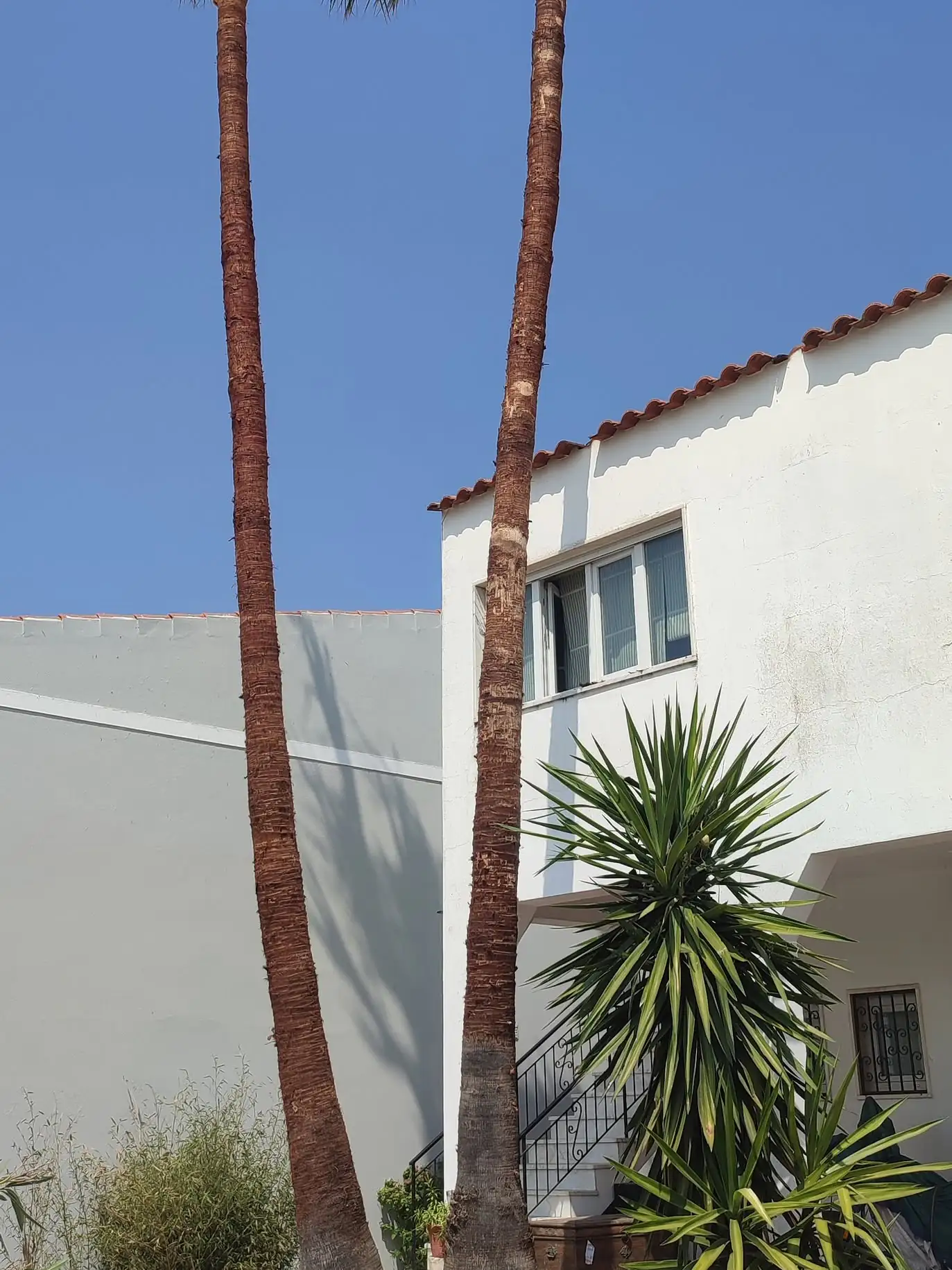 Limpeza de palmeiras, Algarve 8