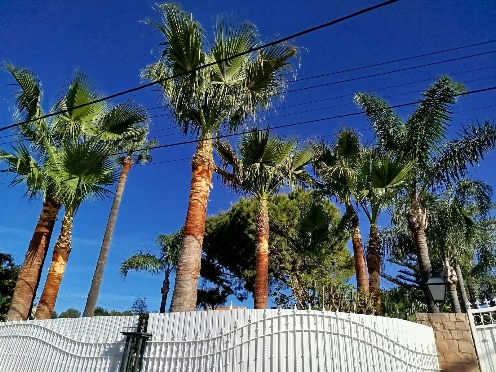 Tree, palm and garden projects in the Algarve 5 (After)