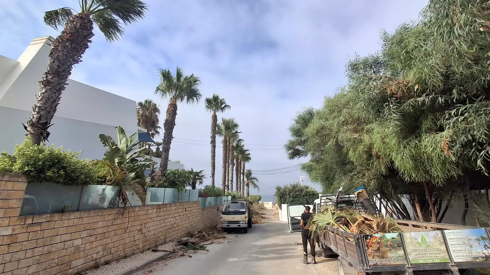 Tree surgeon, palm care and garden services in the Algarve