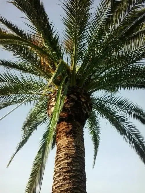 Red palm weevil in the Algarve: signs, treatment and prevention