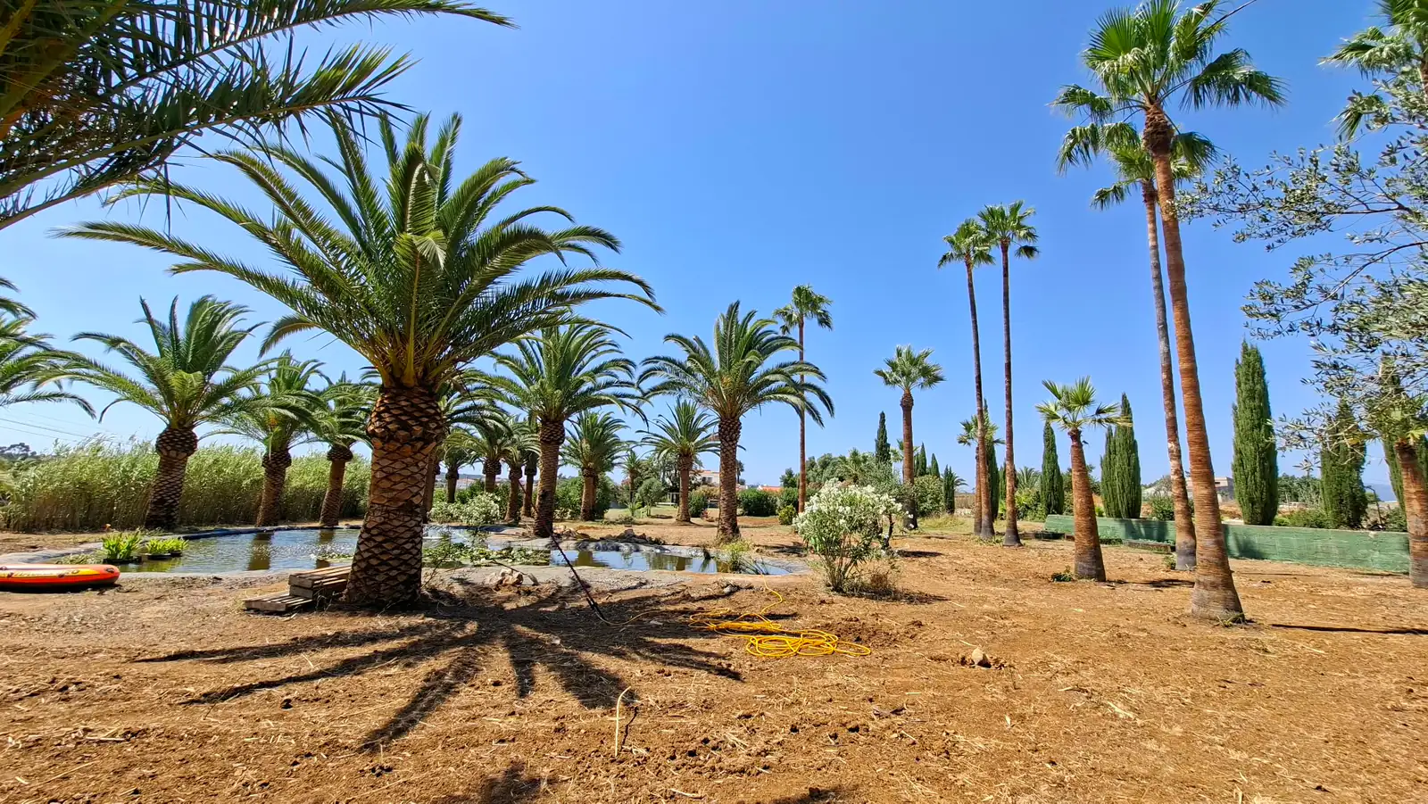 Traitement des palmiers, Algarve 3